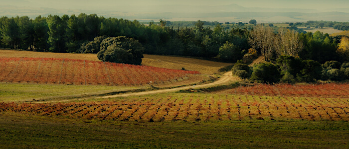 Viñas Bodegas Atalaya