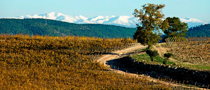 Exterior Bodegas DG Viticultors