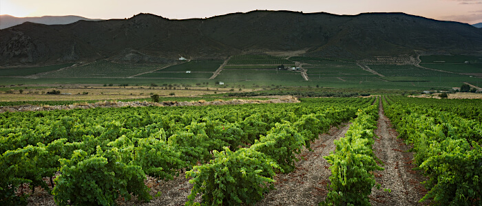 Bodega Carchelo